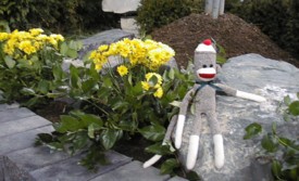 sock monkey in the flowers